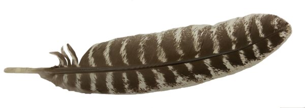 Smudging Feather - Perfect for Wafting Smoke During your Ceremony - Approx. 7-8"