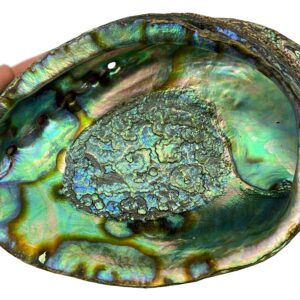 Abalone Shell - XXL - 7 Inches Wide - Perfect for sage, incense, or crystal display - Chakra Palace